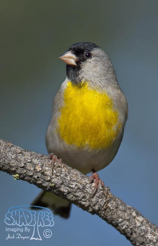 Lawrence's Goldfinch - Carduelis lawrencei