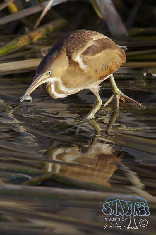 Least Bittern - Ixobrychus exilis