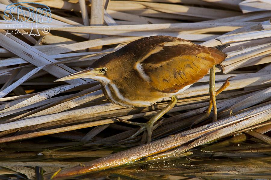 Least Bittern - Ixobrychus exilis