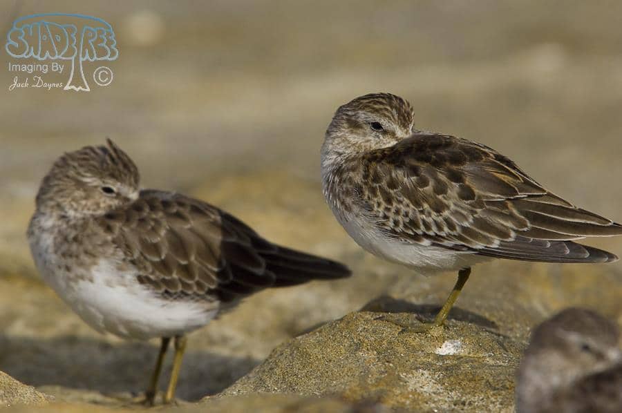 Least Sandpiper - Calidris minutilla