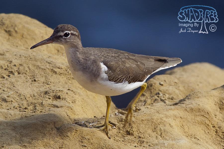 Spotted Sandpiper - Actitis macularius