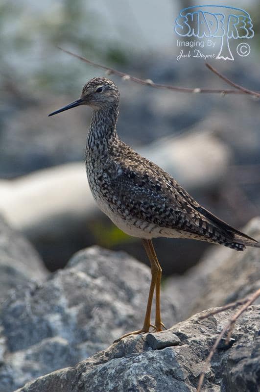 Lesser Yellowlegs - Tringa flavipes