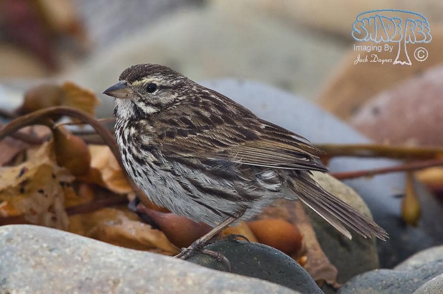 Savannah Sparrow - Passerculus sandwichensis