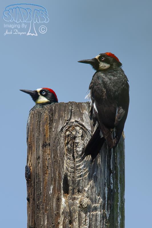 Acorn Woodpecker - Melanerpes formicivorus