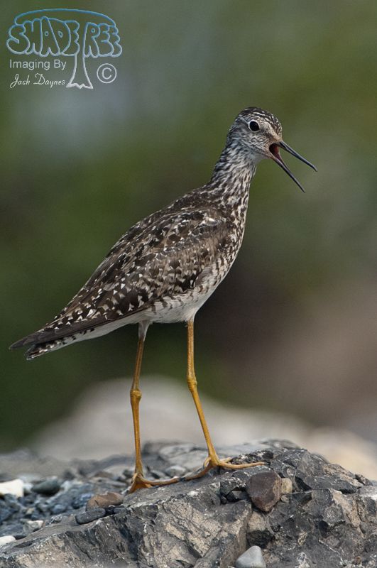 Lesser Yellowlegs - Tringa flavipes