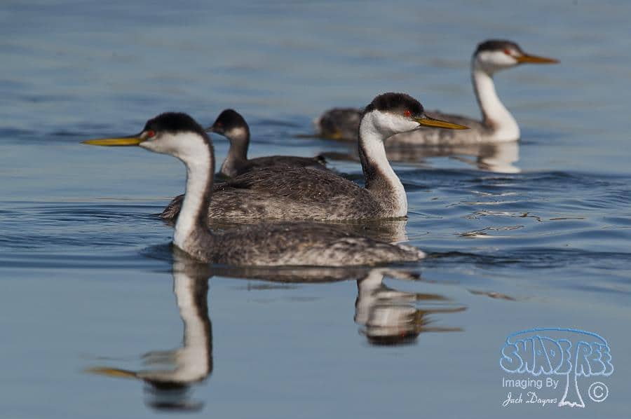 Western Grebe - Aechmophorus occidentalis