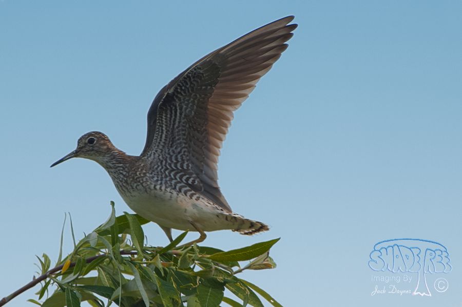 Lesser Yellowlegs - Tringa flavipes