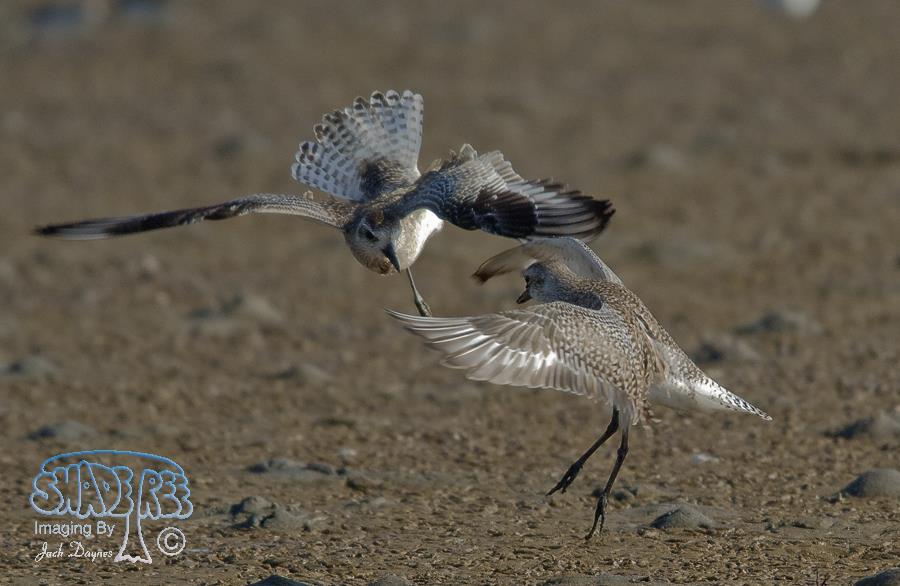 Black-Bellied Plover - Pluvialis squatarola