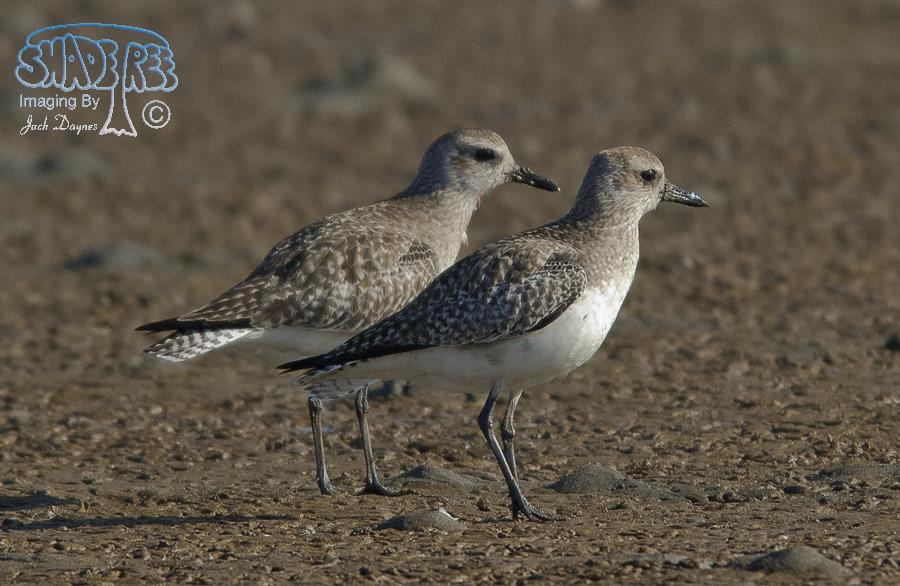 Black-bellied Plover - Pluvialis squatarola