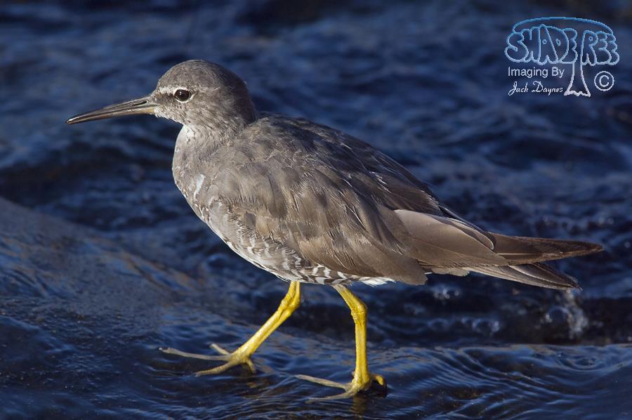 Wandering Tattler - Tringa incana