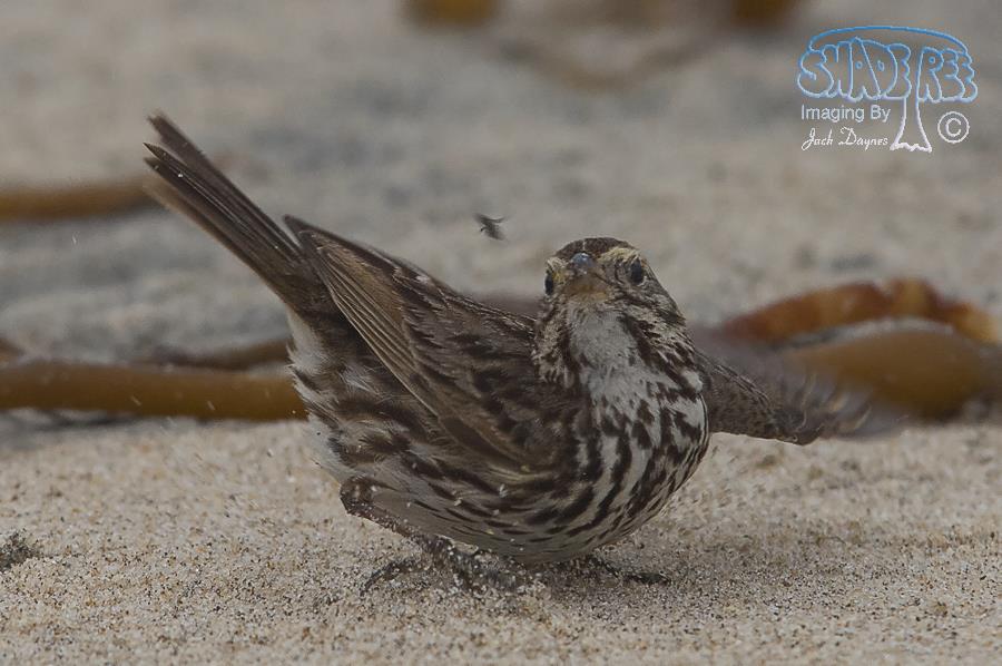 Savannah Sparrow - Passerculus sandwichensis
