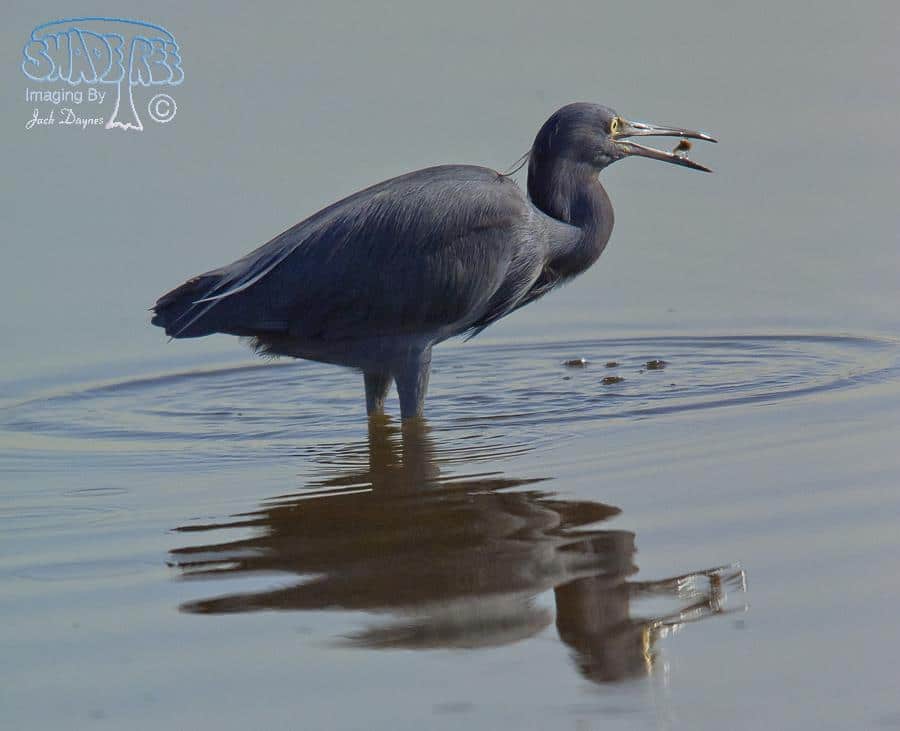 Little Blue Heron - Egretta caerulea