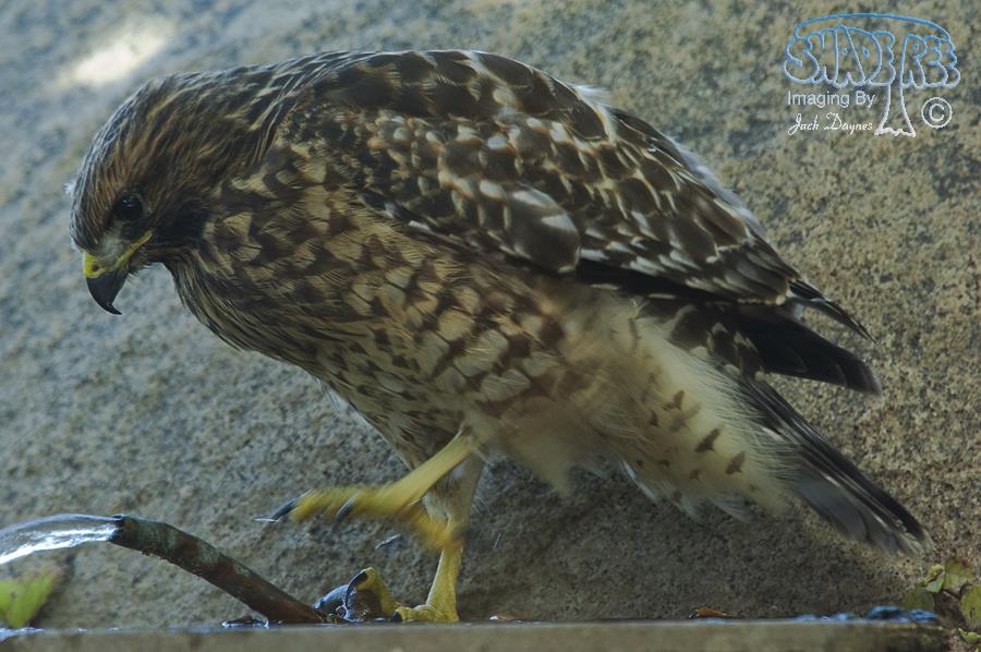 Red-Shouldered Hawk - Buteo lineatus