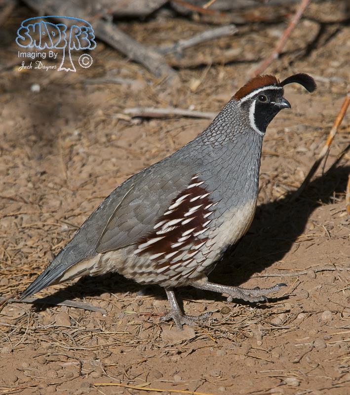 Gambel's Quail - Callipepla gambelii
