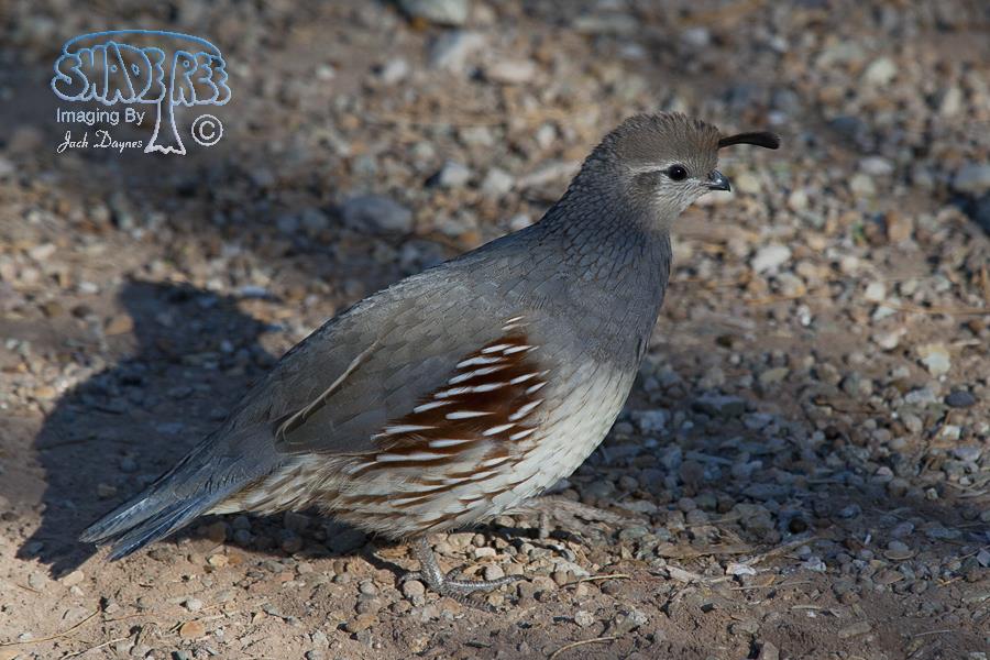 Gambel's Quail - Callipepla gambelii