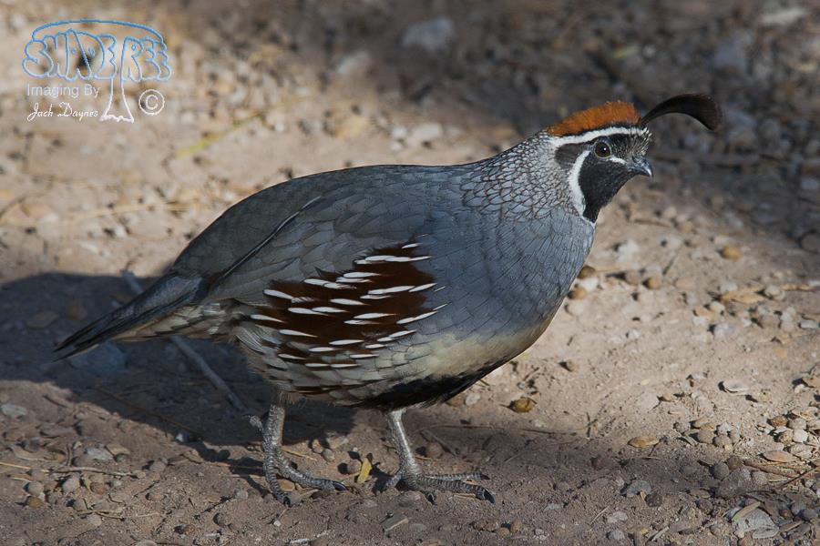 Gambel's Quail - Callipepla gambelii