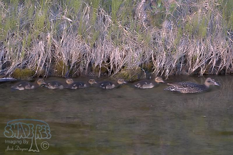 Blue-Winged Teal - Anas discors