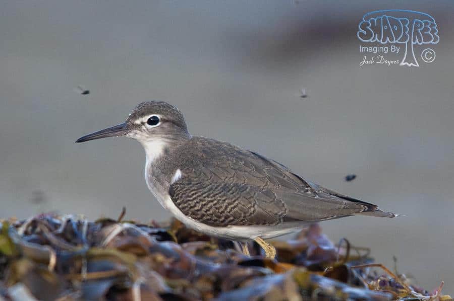 Spotted Sandpiper - Tringa macularia