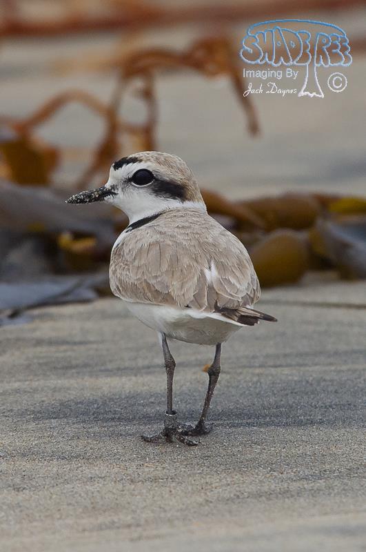 Snowy Plover - Charadrius alexandrinus
