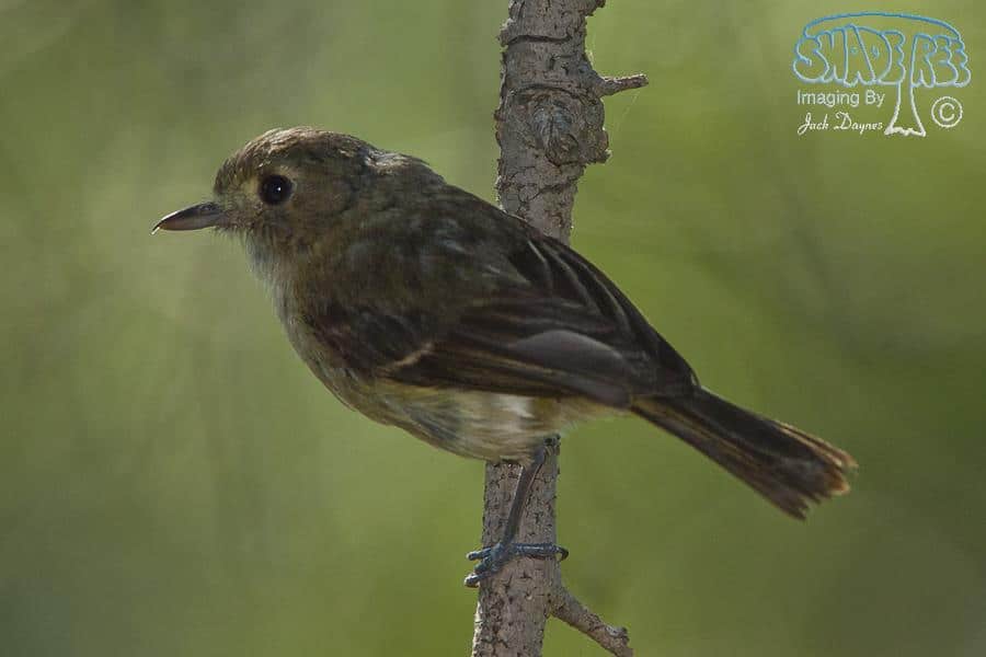 Hutton's Vireo - Vireo huttoni