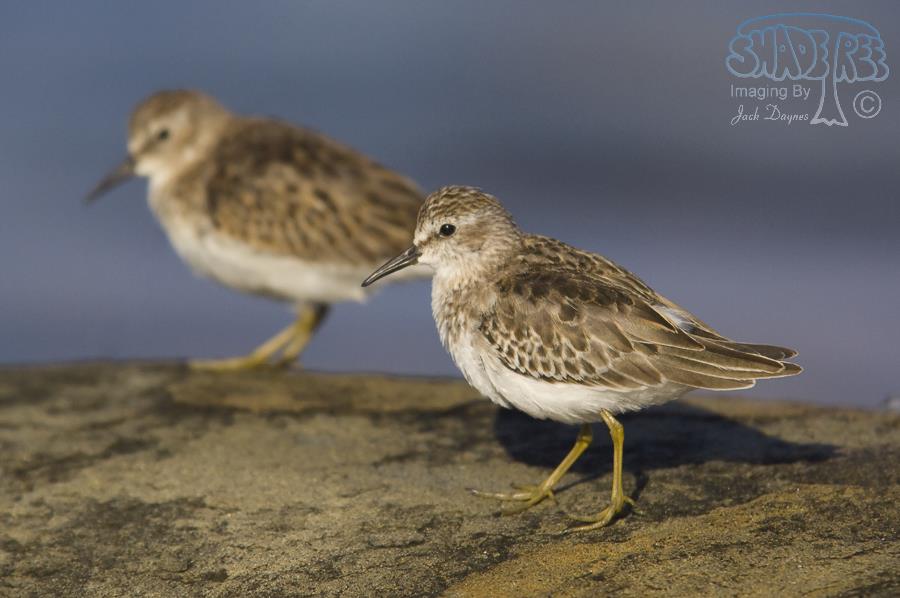Least Sandpiper - Calidris minutilla