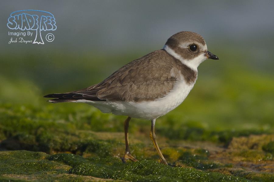Semipalmated Plover - Charadrius semipalmatus