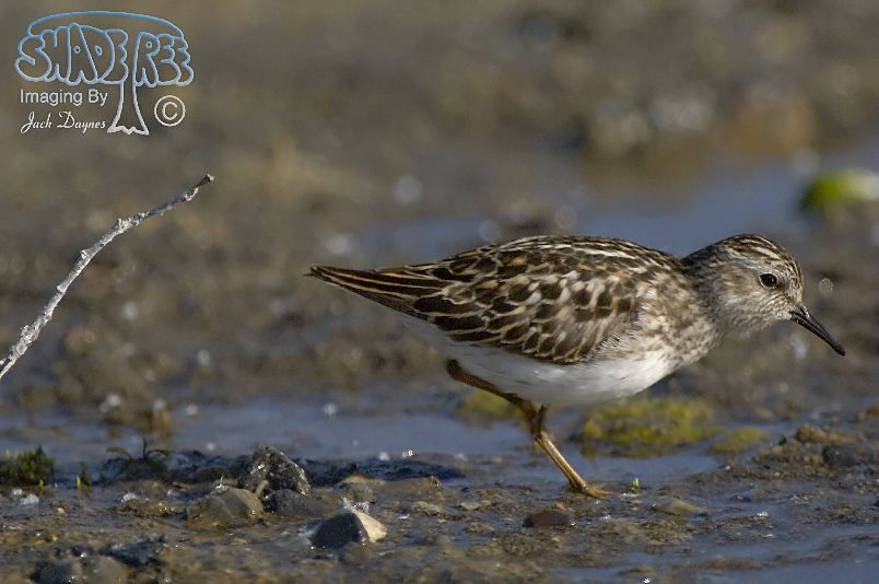 Least Sandpiper - Calidris minutilla