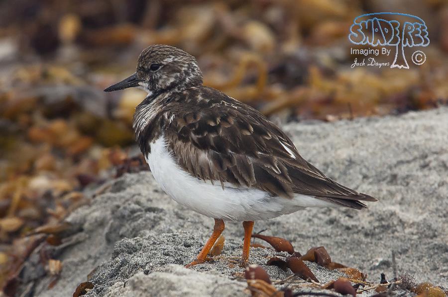 Ruddy Turnstone - Arenaria interpres