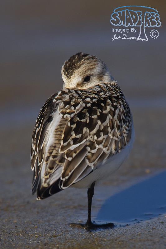Sanderling - Calidris alba