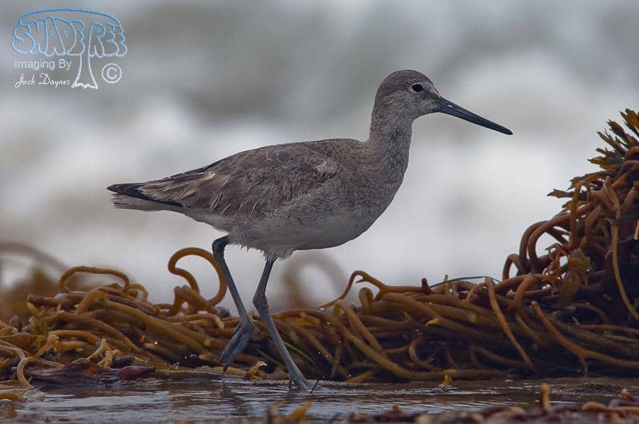 Willet - Tringa semipalmata