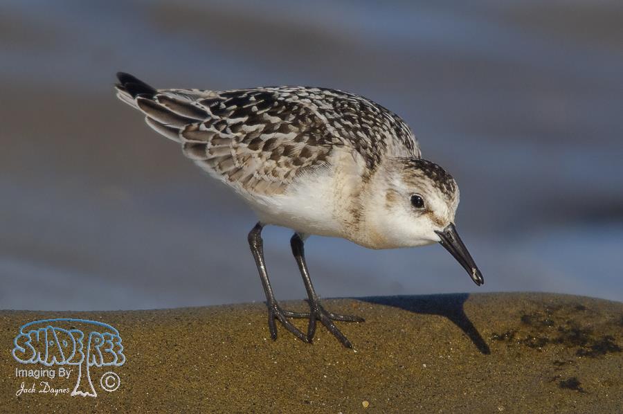 Sanderling - Calidris alba