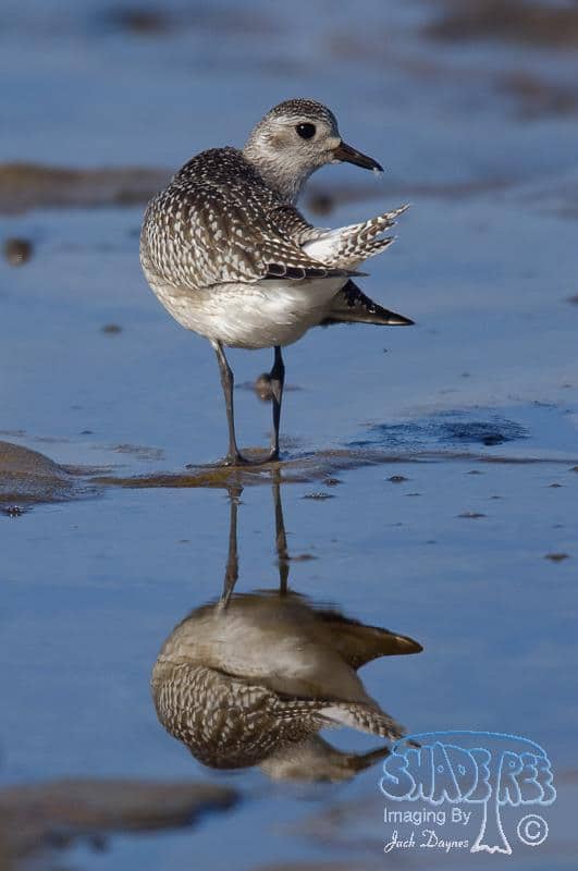 Black-bellied Plover - Pluvialis squatarola