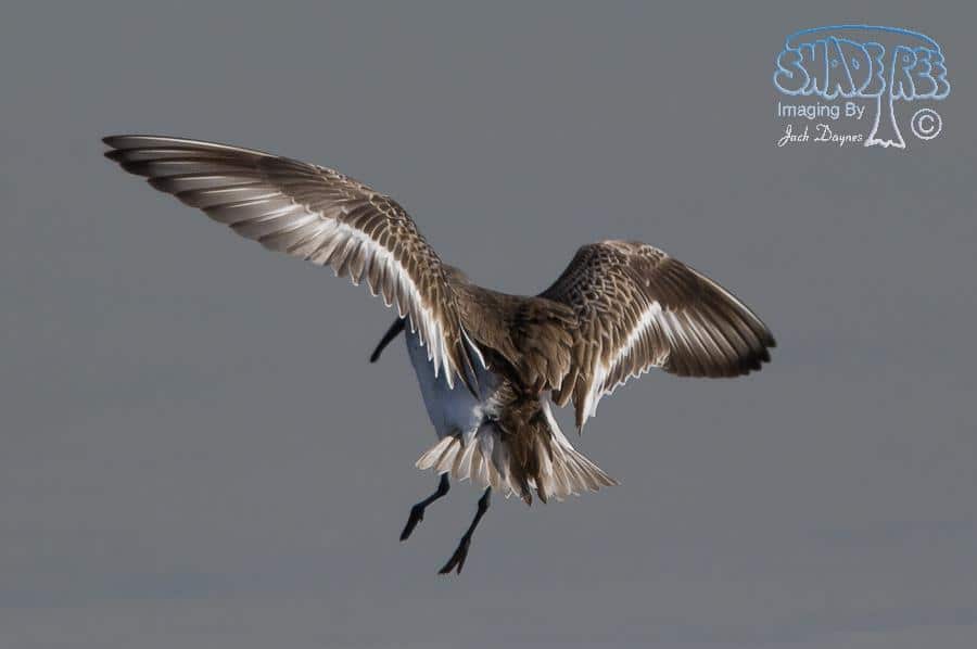 Western Sandpiper - Calidris mauri