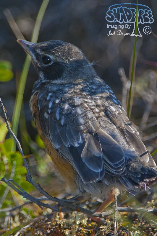 American Robin - Turdus migratorius