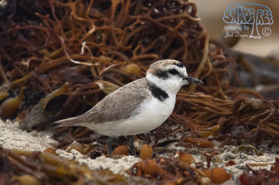 Snowy Plover - Charadrius alexandrinus