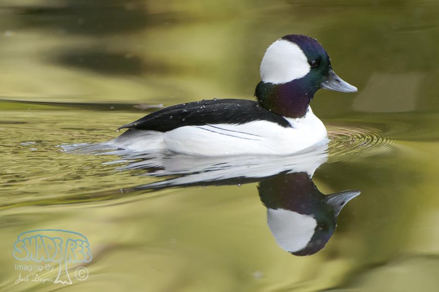Bufflehead - Bucephala albeola