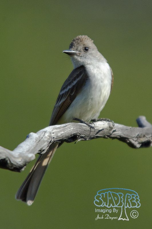 Ash-Throated Flycatcher - Myiarchus cinerascens