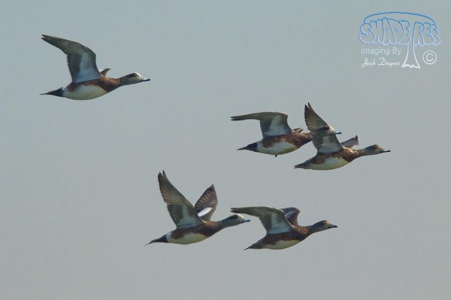 American Wigeon - Anas americana