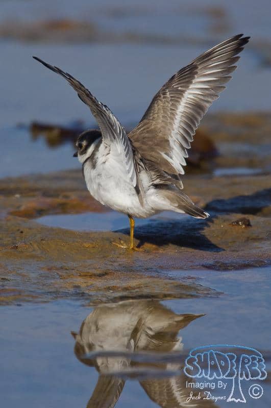 Semipalmated Plover - Charadrius semipalmatus