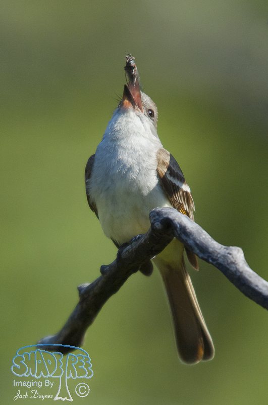 Ash-Throated Flycatcher - Myiarchus cinerascens