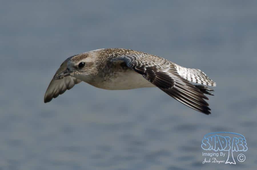 Black-bellied Plover - Pluvialis squatarola