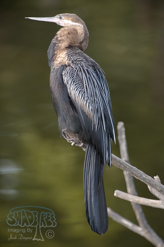 African Darter - Anhinga rufa