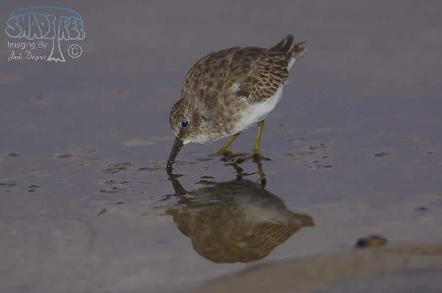Least Sandpiper - Calidris minutilla