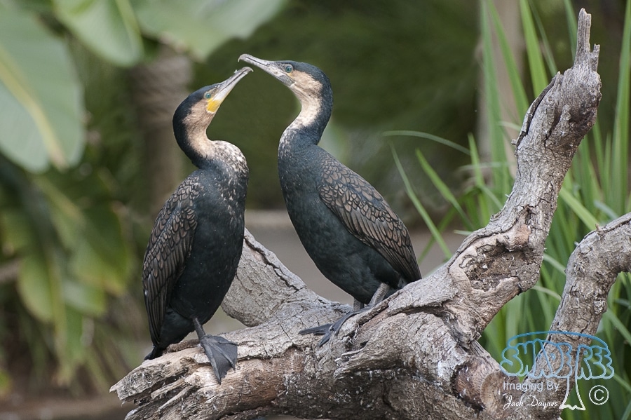 White-Breasted Cormorant - Phalacrocorax carbo