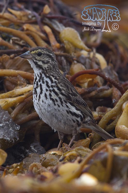 Savannah Sparrow - Passerculus sandwichensis