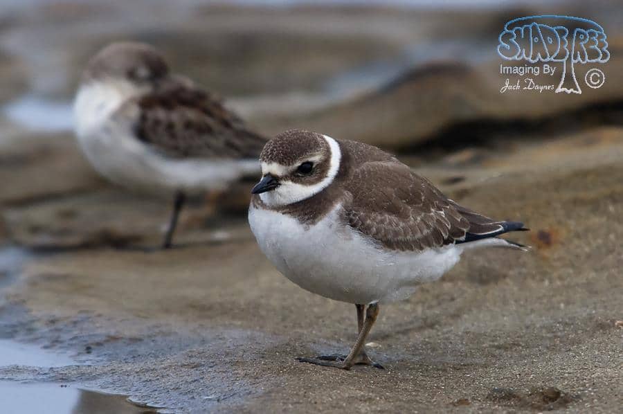 Semipalmated Plover - Charadrius semipalmatus