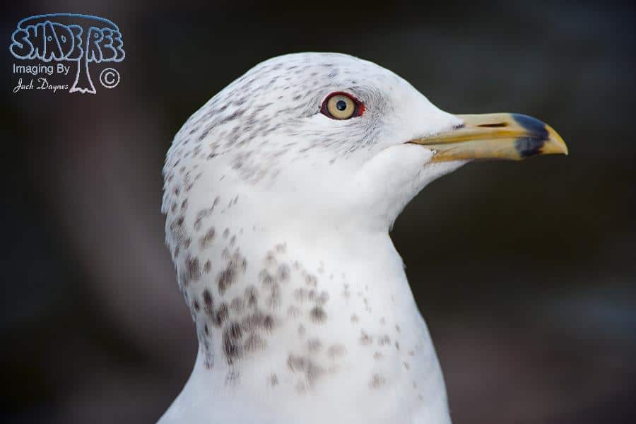 Ring-billed Gull - Larus delawarensis