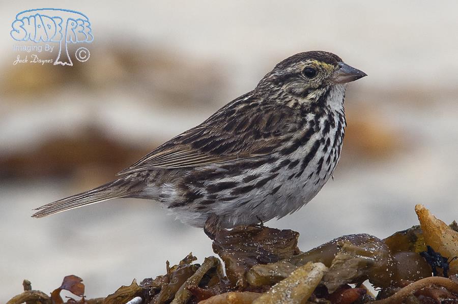 Savannah Sparrow - Passerculus sandwichensis
