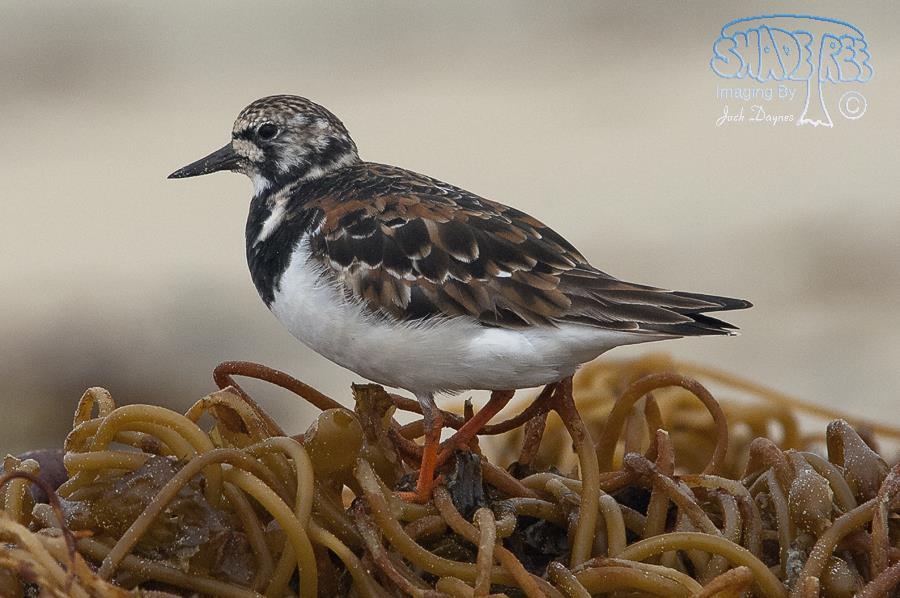 Ruddy Turnstone - Arenaria interpres