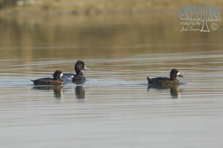 Greater Scaup - Aythya marila